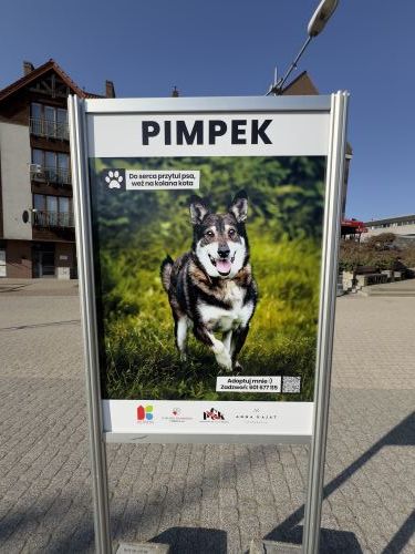 Wystawa czworonogów ze schroniska w Pudwągach	